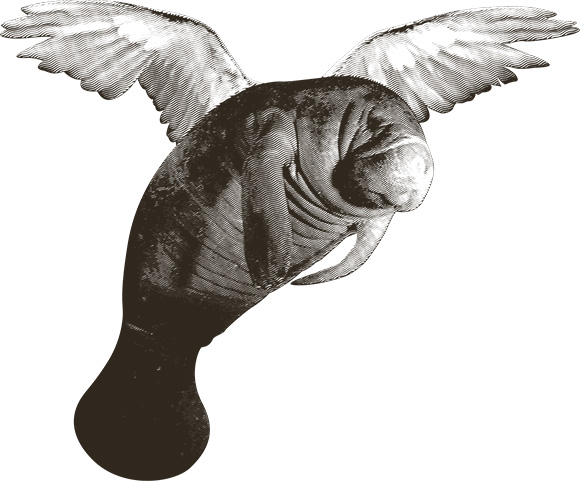 Manatee Dreams by Parallel Studio, Austin TX